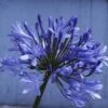 Afrikaanse Lelie (Agapanthus 'Ever Sapphire') -Tuinplanten Winkel agapanthus africanus x