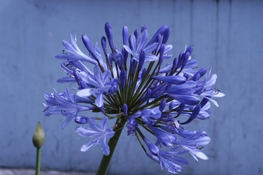 Afrikaanse Lelie (Agapanthus 'Ever Sapphire') 3 Afrikaanse Lelie (Agapanthus 'Ever Sapphire')