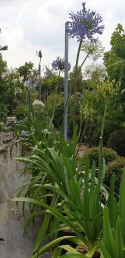 Afrikaanse Lelie (Agapanthus Umbellatus 'Ovatus') -Tuinplanten Winkel agapanthus blauw 1