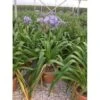 Afrikaanse Lelie (Agapanthus Umbellatus 'Ovatus') 1 Afrikaanse Lelie (Agapanthus Umbellatus 'Ovatus') -Tuinplanten Winkel agapanthus umbellatus ovatus c15