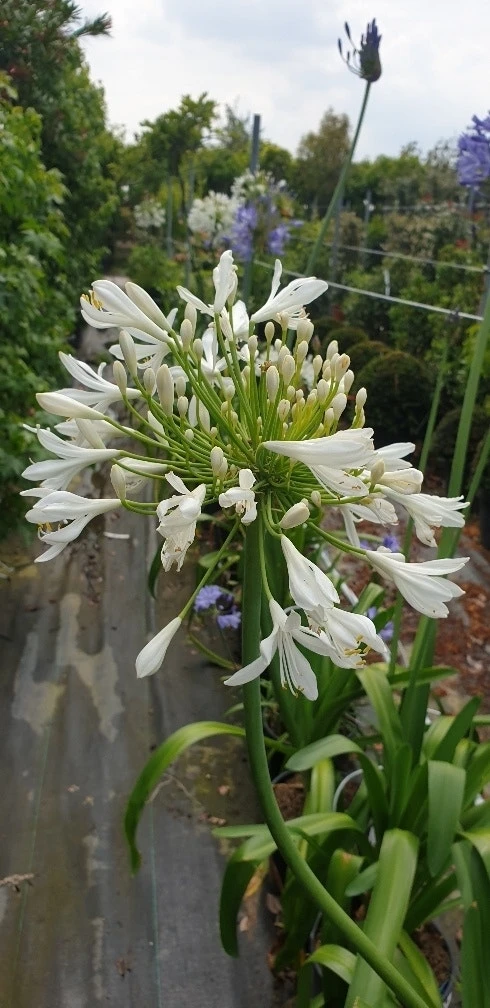 Afrikaanse Lelie (Agapanthus Umbellatus 'Albus') 6 Afrikaanse Lelie (Agapanthus Umbellatus 'Albus') - Afbeelding 4