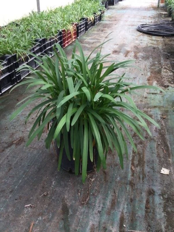 Afrikaanse Lelie (Agapanthus Africanus 'Silver Baby') 4 Afrikaanse Lelie (Agapanthus Africanus 'Silver Baby') - Afbeelding 2