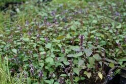 Dropnetel (Agastache 'After Eight') -Tuinplanten Winkel agastache aftereight lm02