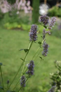 Dropplant (Agastache Rugosa) -Tuinplanten Winkel agastache rugosa 1