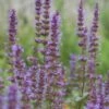 Dropplant (Agastache Rugosa) -Tuinplanten Winkel agastache rugosa 1 1