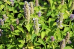 Dropplant (Agastache Rugosa) -Tuinplanten Winkel agastache rugosa 2