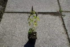 Dropplant (Agastache Rugosa) -Tuinplanten Winkel agastache rugosa 4