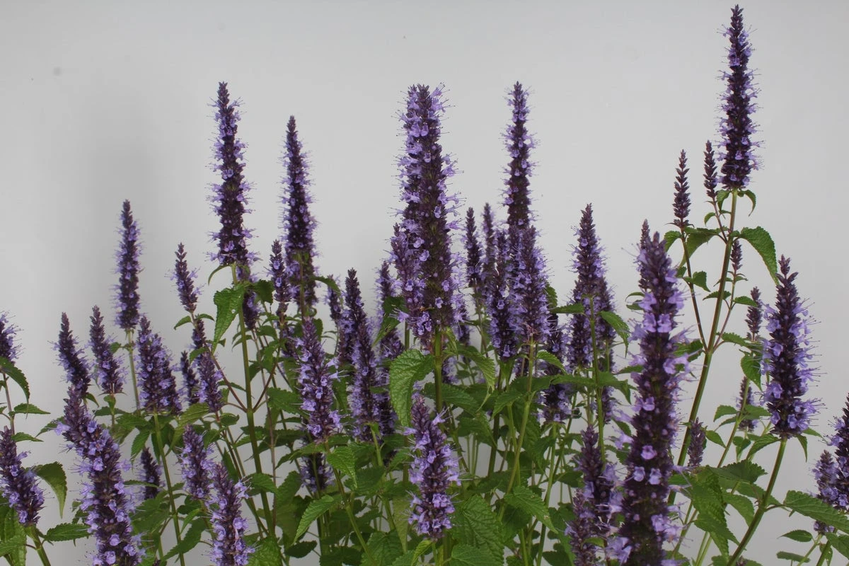 Dropnetel (Agastache Rugosa 'Little Adder') 4 Dropnetel (Agastache Rugosa 'Little Adder') - Afbeelding 2