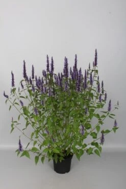 Dropnetel (Agastache Rugosa 'Little Adder')