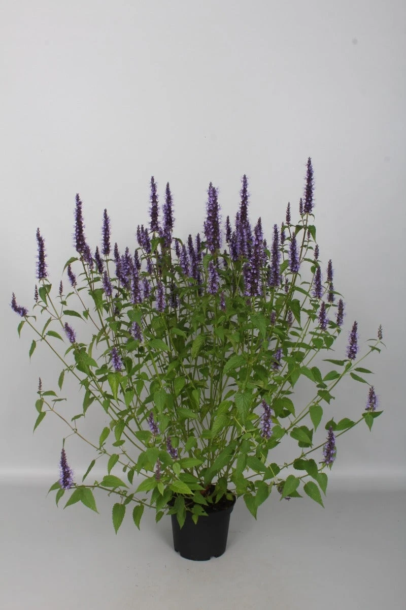 Dropnetel (Agastache Rugosa 'Little Adder') 3 Dropnetel (Agastache Rugosa 'Little Adder')