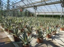 Agave (Agave Americana 'Variegata') 15 Agave (Agave Americana 'Variegata') -Tuinplanten Winkel agave americana variegata