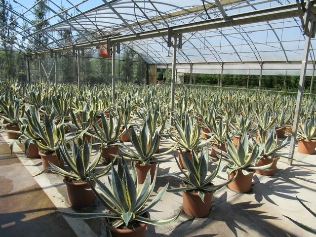 Agave (Agave Americana 'Variegata') 9 Agave (Agave Americana 'Variegata') - Afbeelding 7
