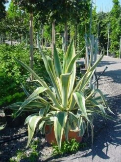 Agave (Agave Americana 'Variegata') 11 Agave (Agave Americana 'Variegata') -Tuinplanten Winkel agave americana variegata 4
