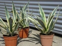 Agave (Agave Americana 'Variegata') 14 Agave (Agave Americana 'Variegata') -Tuinplanten Winkel agave americana variegata 5