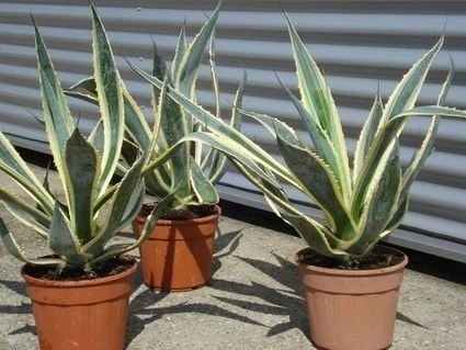 Agave (Agave Americana 'Variegata') 8 Agave (Agave Americana 'Variegata') - Afbeelding 6