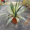 Agave (Agave Americana 'Variegata') -Tuinplanten Winkel agave americana variegata c12