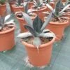 Agave (Agave 'Ferox') -Tuinplanten Winkel agave ferox