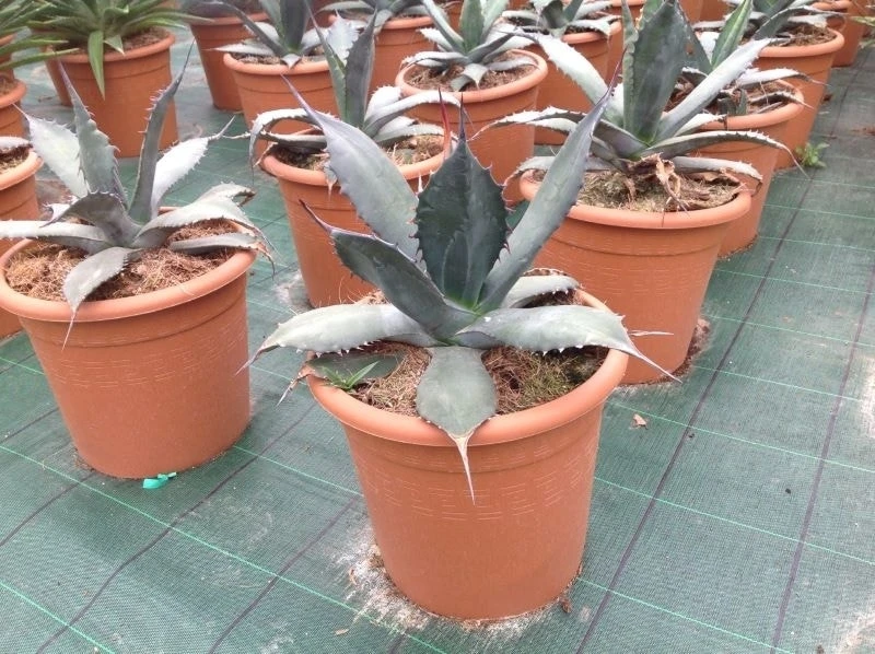 Agave (Agave 'Ferox') 3 Agave (Agave 'Ferox')