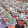 Winterharde Agave (Agave Ovalifolia) -Tuinplanten Winkel agave ovalifolia