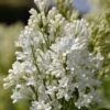 Sering (Syringa Villosae 'Agnes Smith') -Tuinplanten Winkel agnes smith