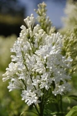 Sering (Syringa Villosae 'Agnes Smith')