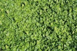 Zenegroen (Ajuga Reptans 'Alba') -Tuinplanten Winkel ajuga reptans alba 1