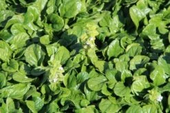 Zenegroen (Ajuga Reptans 'Alba') -Tuinplanten Winkel ajuga reptans alba 2