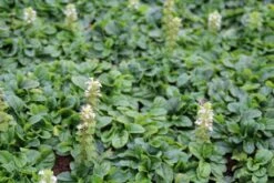 Zenegroen (Ajuga Reptans 'Alba') -Tuinplanten Winkel ajuga reptans alba 2 1