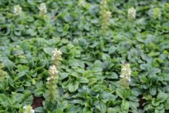 Zenegroen (Ajuga Reptans 'Alba') -Tuinplanten Winkel ajuga reptans alba 3
