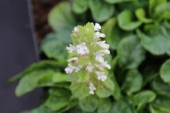 Zenegroen (Ajuga Reptans 'Alba') -Tuinplanten Winkel ajuga reptans alba 4
