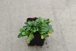 Zenegroen (Ajuga Reptans 'Alba') -Tuinplanten Winkel ajuga reptans alba 6