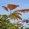 Perzische Slaapboom Als Struik (Albizia Julibrissin ‘Evey’s Pride’) -Tuinplanten Winkel albizia eveyspride lm01b