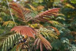 Perzische Slaapboom Als Struik (Albizia Julibrissin ‘Evey’s Pride’) -Tuinplanten Winkel albizia eveyspride lm02