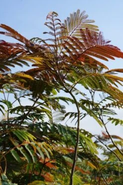 Perzische Slaapboom Als Struik (Albizia Julibrissin ‘Evey’s Pride’) -Tuinplanten Winkel albizia eveyspride lm03b
