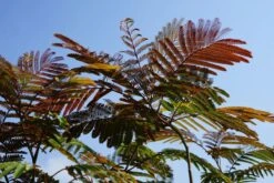 Perzische Slaapboom Als Struik (Albizia Julibrissin ‘Evey’s Pride’) -Tuinplanten Winkel albizia eveyspride lm04