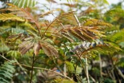 Perzische Slaapboom Als Struik (Albizia Julibrissin ‘Evey’s Pride’) -Tuinplanten Winkel albizia eveyspride lm05b