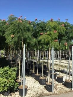 Perzische Slaapboom Op Stam (Albizia Julibrissin 'Ombrella' ) -Tuinplanten Winkel albizia jul. ombrella 10 12