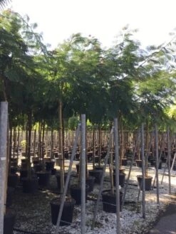 Perzische Slaapboom Op Stam (Albizia Julibrissin 'Ombrella' ) -Tuinplanten Winkel albizia jul. ombrella 14 16