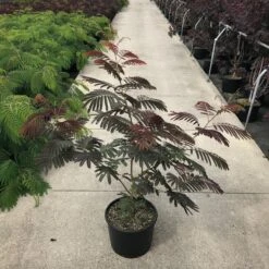 Perzische Slaapboom Als Struik (Albizia Julibrissin ‘Evey’s Pride’) -Tuinplanten Winkel albizia julibr. evey s pride c20 1