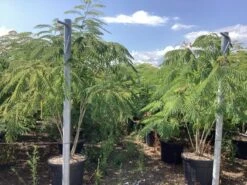 Perzische Slaapboom Als Struik (Albizia Julibrissin) -Tuinplanten Winkel albizia julibrissin 0