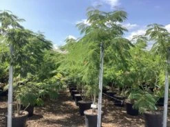 Perzische Slaapboom Als Struik (Albizia Julibrissin) -Tuinplanten Winkel albizia julibrissin 1