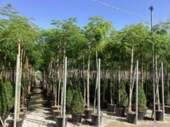 Perzische Slaapboom (Albizia Julibrissin) 20 Perzische Slaapboom (Albizia Julibrissin) -Tuinplanten Winkel albizia julibrissin 1 1