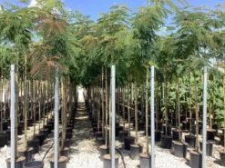 Perzische Slaapboom (Albizia Julibrissin) 22 Perzische Slaapboom (Albizia Julibrissin) -Tuinplanten Winkel albizia julibrissin 2 1