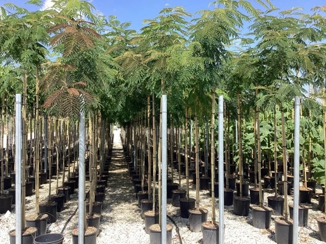 Perzische Slaapboom (Albizia Julibrissin) 7 Perzische Slaapboom (Albizia Julibrissin) - Afbeelding 5