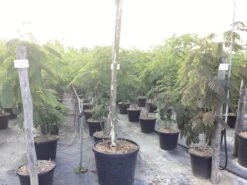 Perzische Slaapboom Als Struik (Albizia Julibrissin) -Tuinplanten Winkel albizia julibrissin 3