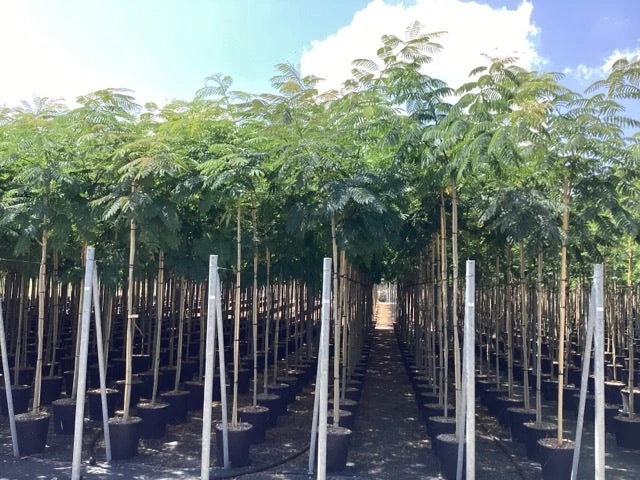 Perzische Slaapboom (Albizia Julibrissin) 9 Perzische Slaapboom (Albizia Julibrissin) - Afbeelding 7