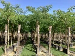 Perzische Slaapboom (Albizia Julibrissin) 25 Perzische Slaapboom (Albizia Julibrissin) -Tuinplanten Winkel albizia julibrissin 4