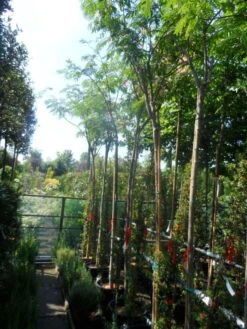 Perzische Slaapboom (Albizia Julibrissin) 31 Perzische Slaapboom (Albizia Julibrissin) -Tuinplanten Winkel albizia julibrissin 8 10 12ho cont