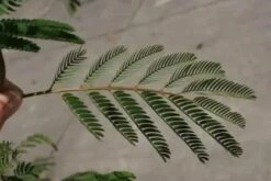 Perzische Slaapboom Als Struik (Albizia Julibrissin) -Tuinplanten Winkel albizia julibrissin blad 2