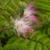 Perzische Slaapboom Als Struik (Albizia Julibrissin) -Tuinplanten Winkel albizia julibrissin bloem